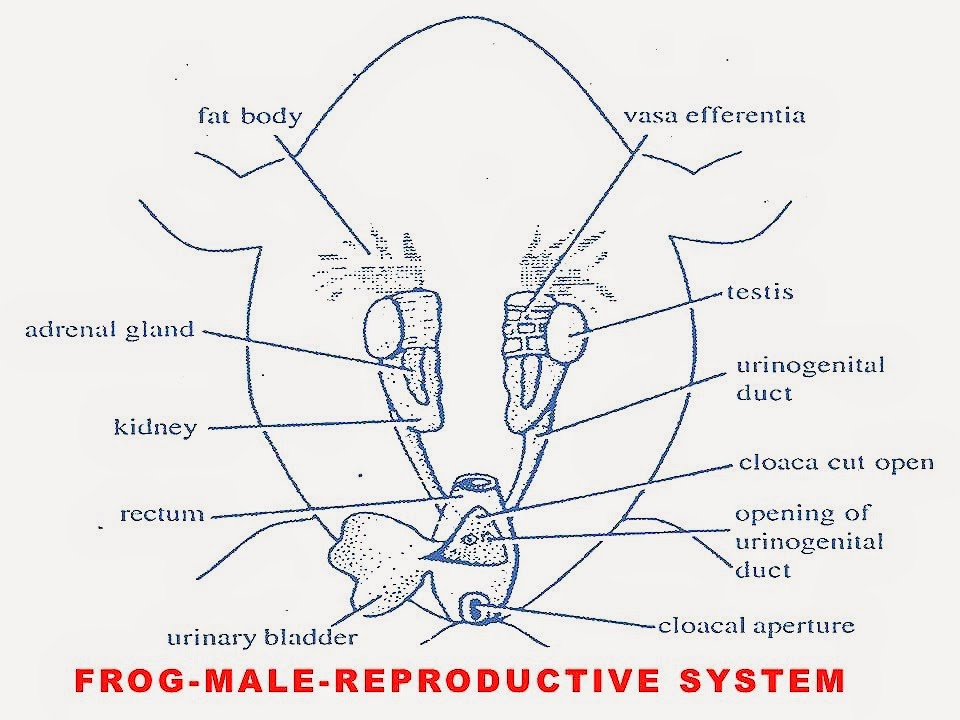 [male-reproductive-organs-frog%255B2%255D.jpg]