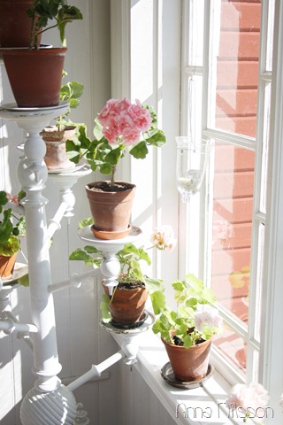 [pelargoner%255B8%255D.jpg]