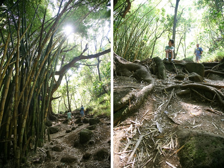 trail 5 trail 5