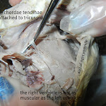 chordae_tendinae_02_labeled.JPG
