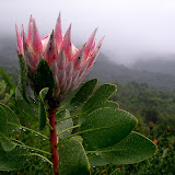 King Protea (Protea cynaroides) wet with rain on the slopes of Table Mountain, Cape Town.