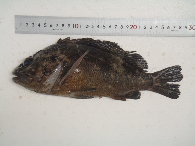 A highly radioactive greenling fish caught near the Fukushima nuclear plant, 20 December 2012 Photo: Tokyo Electric Power Company
