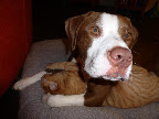 What Pooch Smooch? I do this all the time...