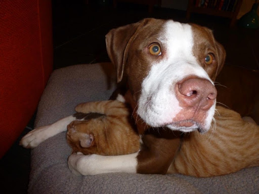 What Pooch Smooch? I do this all the time...