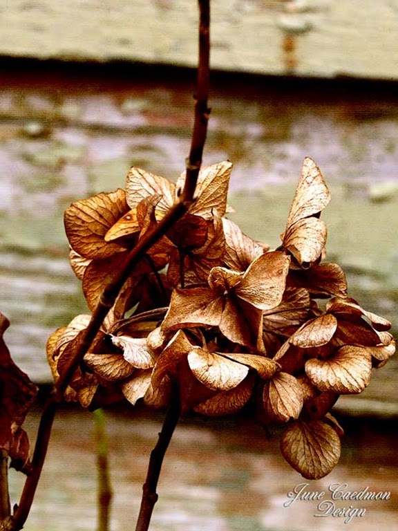 [Dead_flowers_kk_gift%255B3%255D.jpg]