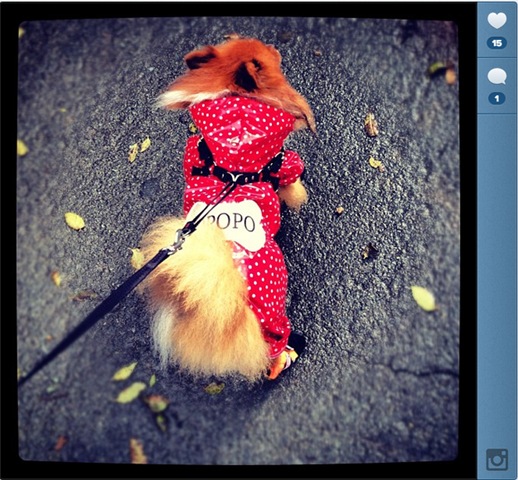 [hurricane-sandy-dogs-16%255B2%255D.jpg]