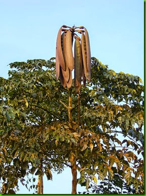Midnight Horror Tree1 Midnight Horror Tree1