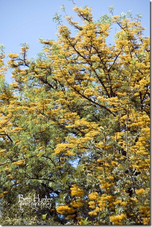 tree-flowers