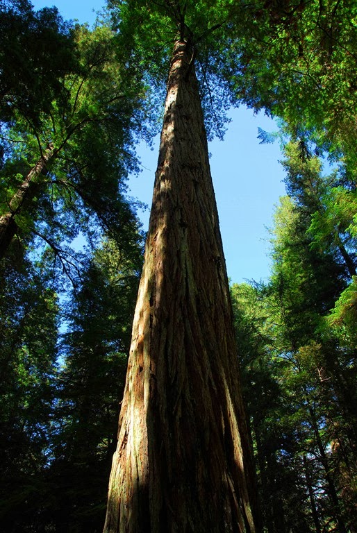 [Redwood5.jpg]
