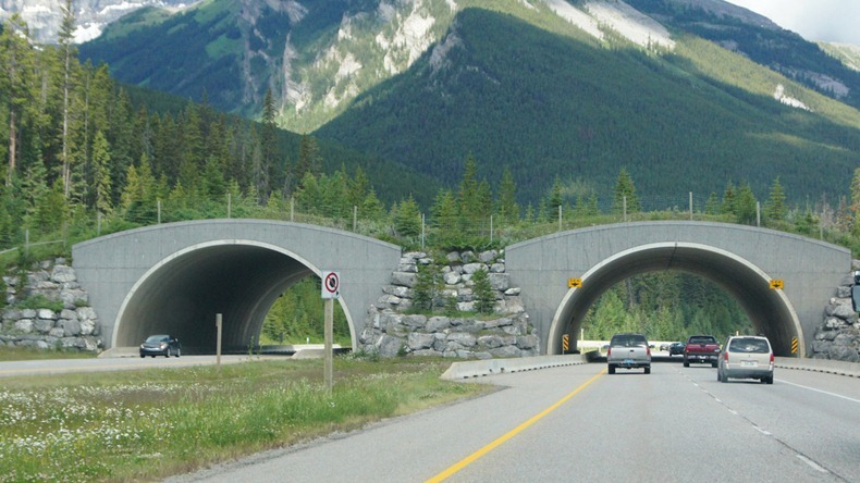 wildlife-crossings-5 wildlife-crossings-5