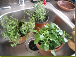 plants in sink a