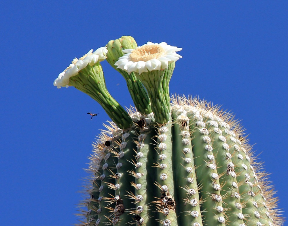 [120729_SaguaroNP_030%255B7%255D.jpg]