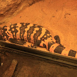 Im Aquarium in Skansen. Stockholm - 3 Tag 236.jpg