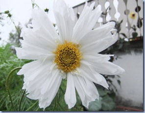 DSCF1737