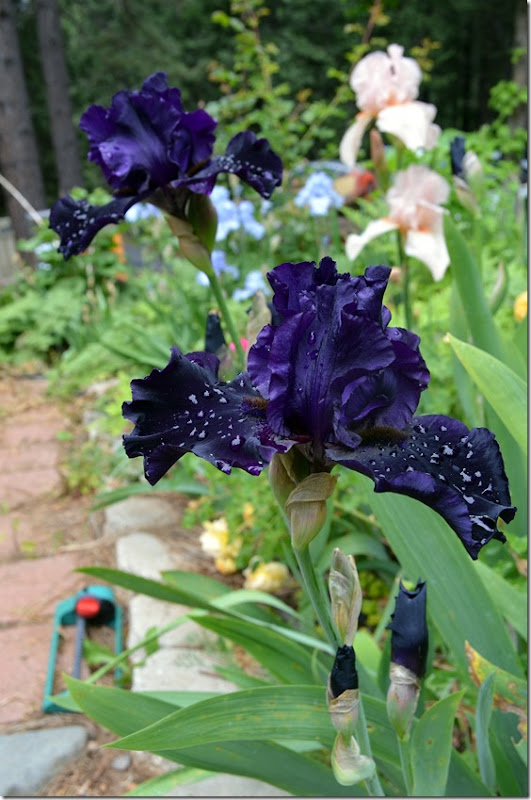 Superstition iris