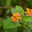 DSC_0306.JPG