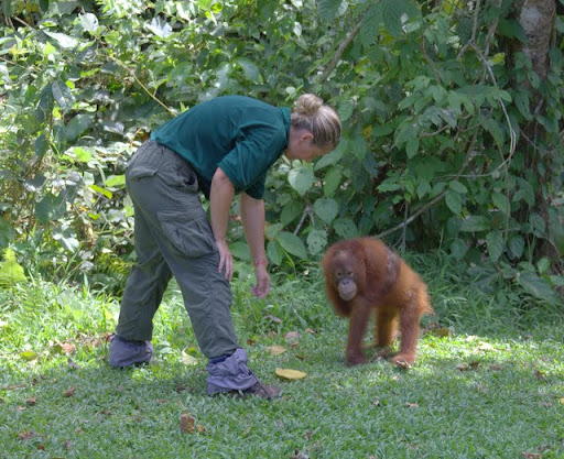 The volunteers form a very close bond with the young orang-utan.