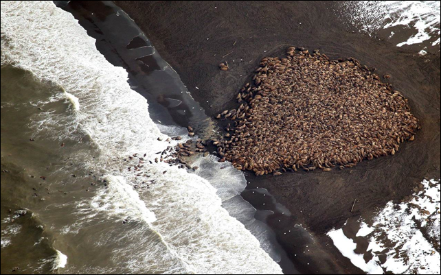 In this aerial photo taken on 27 September 2014, some 35,000 walrus gather on shore near Point Lay, Alaska. Photo: Corey Accardo / NOAA