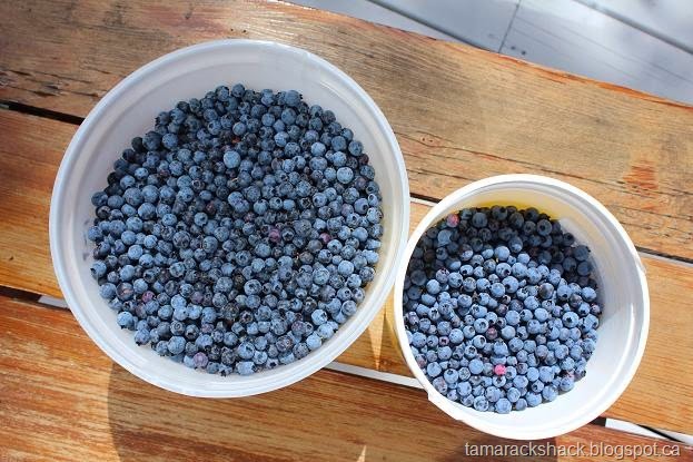 [blueberries%255B4%255D.jpg]