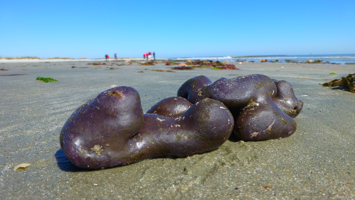 [Beach%2520Debris%2520North%2520beach_031.jpg]