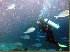 Sipidan diving (20)