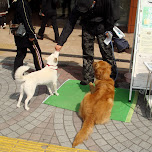 cute dogs at shinjuku station east exit in Mitaka, Japan 