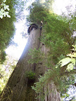 california_sequoia