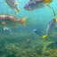 Snorkeling In The Whitsundays - Airlie Beach, Australia