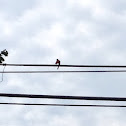 Robin red breast