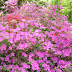 Kám, Jeli arborétum / DSCN0449.JPG