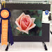 Single Mini Bloom 'Michel Cholet' Shannon Barton