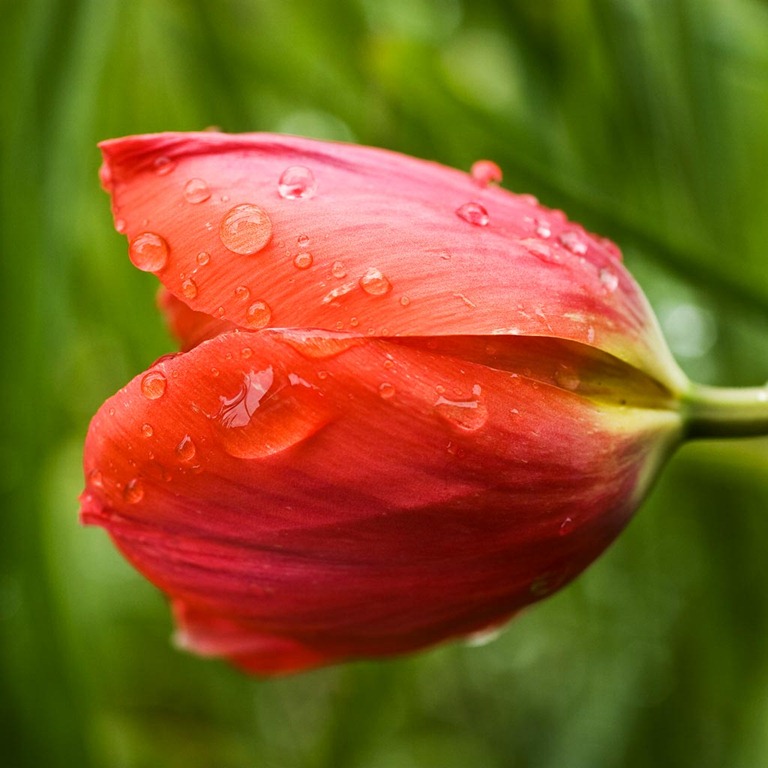 [Tulip-2%255B4%255D.jpg]