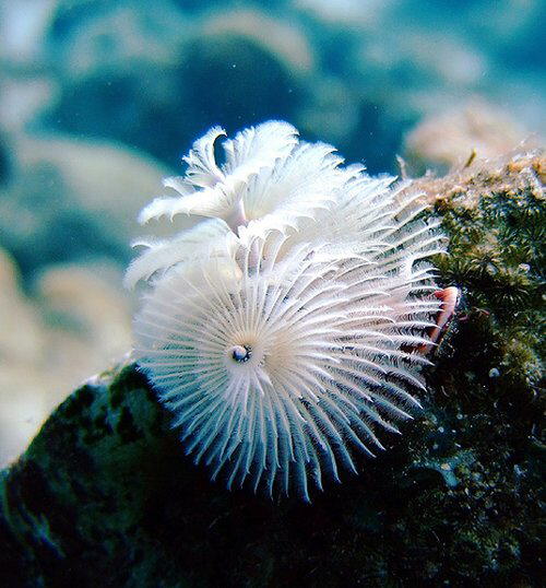 Strange Sea Creatures