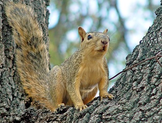 fox-squirrel-1a