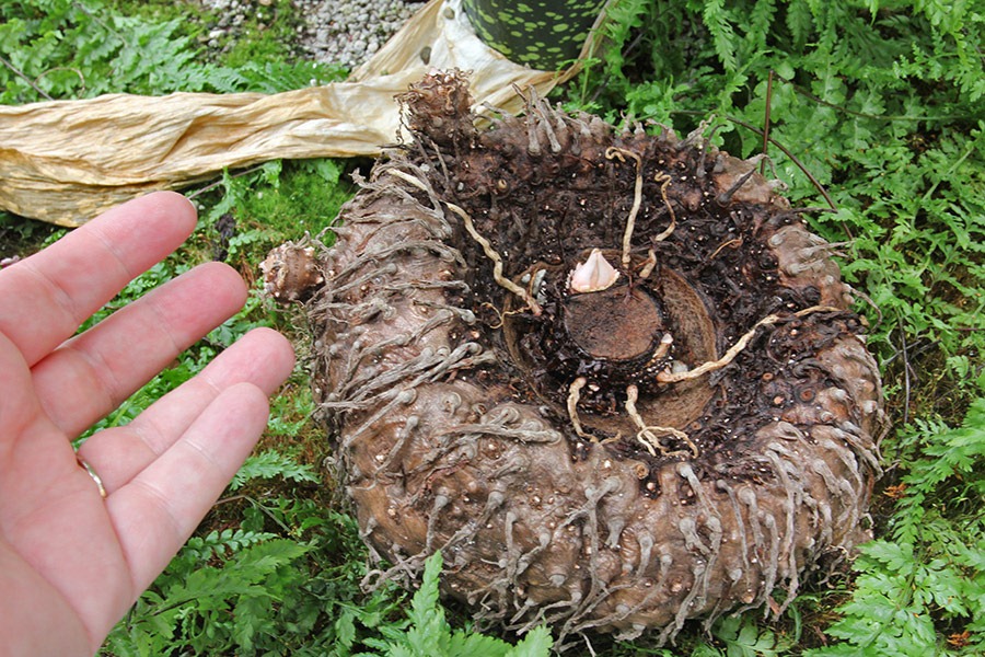 [110625_Amorphophallus-titanum_14%255B2%255D.jpg]