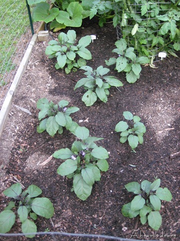 [eggplants%255B7%255D.jpg]