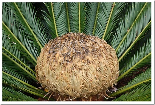 100113_Cycas_revoluta_female_cone_02 100113_Cycas_revoluta_female_cone_02
