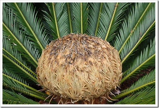 100113_Cycas_revoluta_female_cone_02