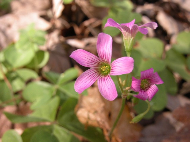 Violet Woodsorrel by Kristen Gilpin