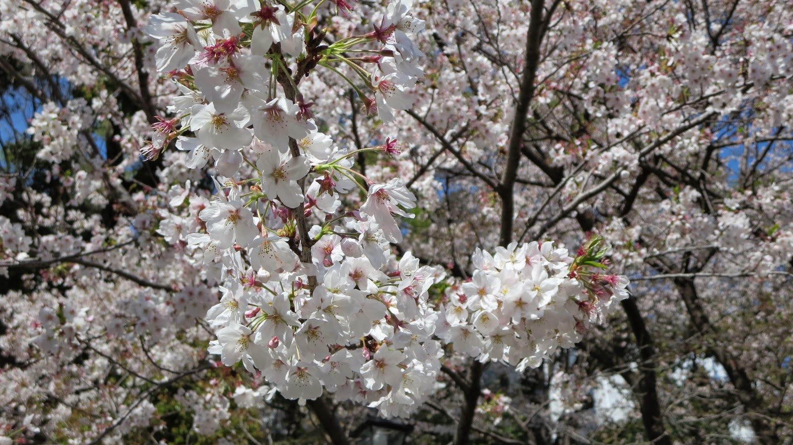 [IMG_0850%255B3%255D.jpg]