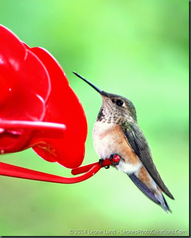 best 28 do hummingbirds legs i and l at the lake do best 28 do hummingbirds legs i and l at the lake do