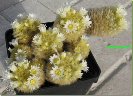 Mammillaria carmenae fioritura 2