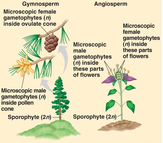 Gymnosperms and angiosperms