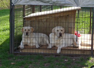 Roxy and Kramer enjoying a summer afternoon at Rushwind