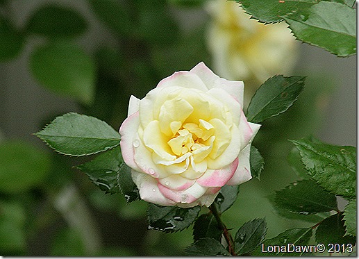 Rose_MusicBox_Shrub3