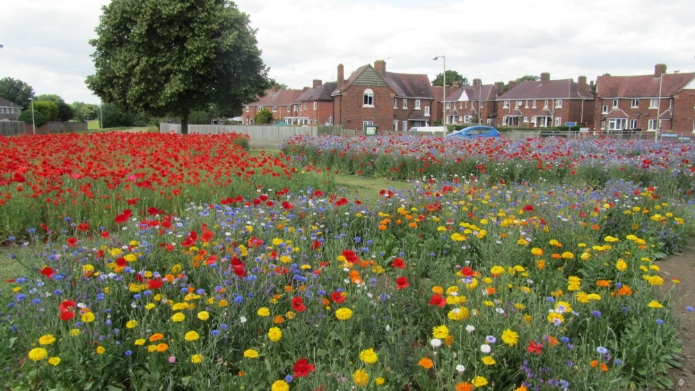 [Gloucester%2520%2520displays%2520of%2520Euroflor%2520Flanders%2520poppies%2520with%2520Alliance%2520and%2520Hope%2520flower%2520mixes.%2520www.rigbytaylor.com1%255B7%255D.jpg]