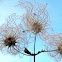 Clematis Seed Heads