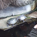 Benihana Turtles