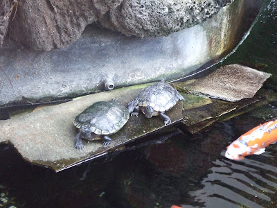 Benihana Turtles