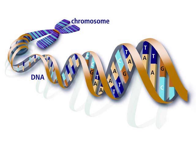 [y-chromosome_dna_with_features%255B3%255D.jpg]